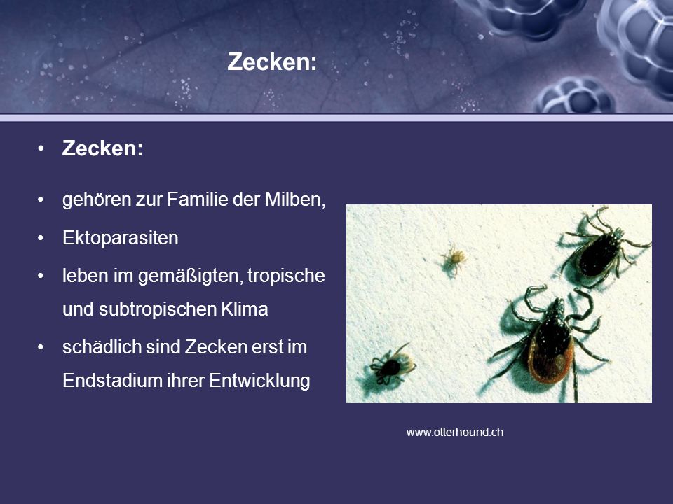 Die Symptome der Parasiten beim Menschen